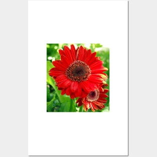 Giant Red Gerber Daisy Flower in the Garden Posters and Art